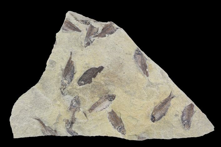 Fossil Fish (Gosiutichthys) Mortality Plate - Lake Gosiute #89989